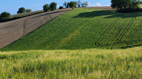 dettaglio-colline dettaglio-colline